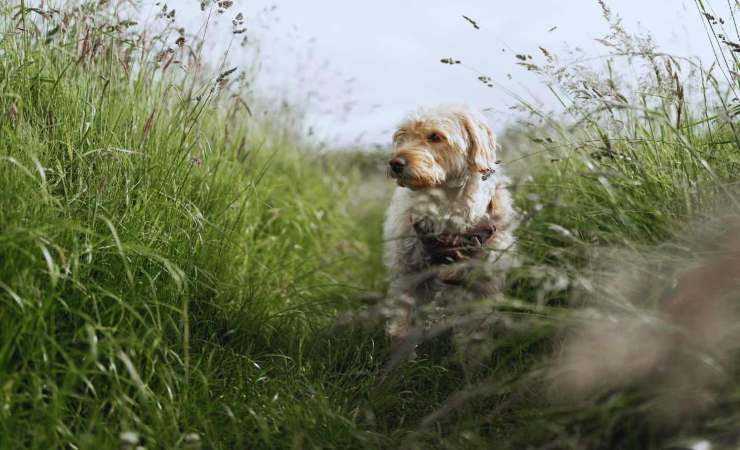 Il pericolo dei forasacchi per i cani: cosa fare