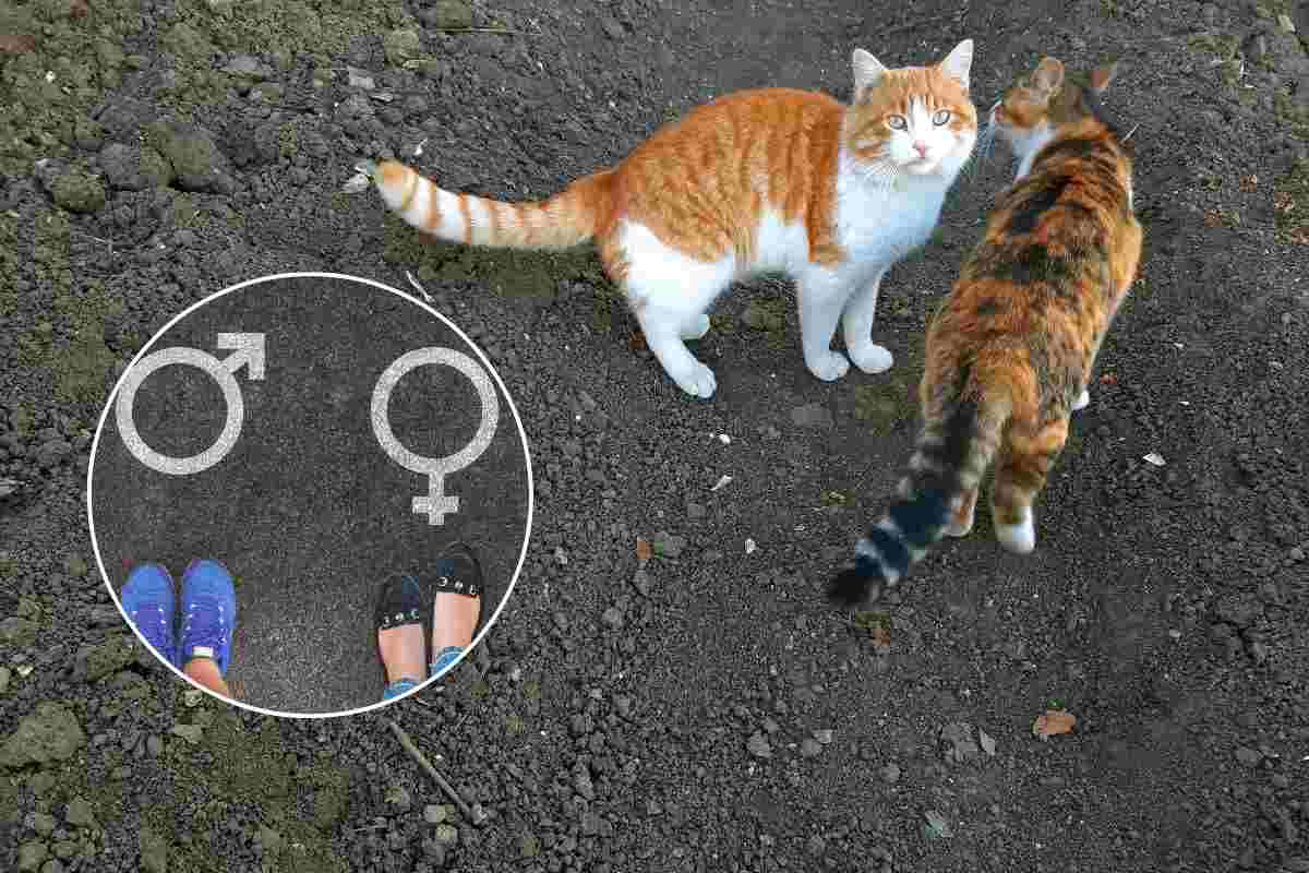 gatti differenza tra maschi e femmine