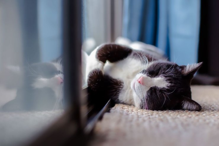 Ecco quali sono i sintomi del colpo di calore nei gatti