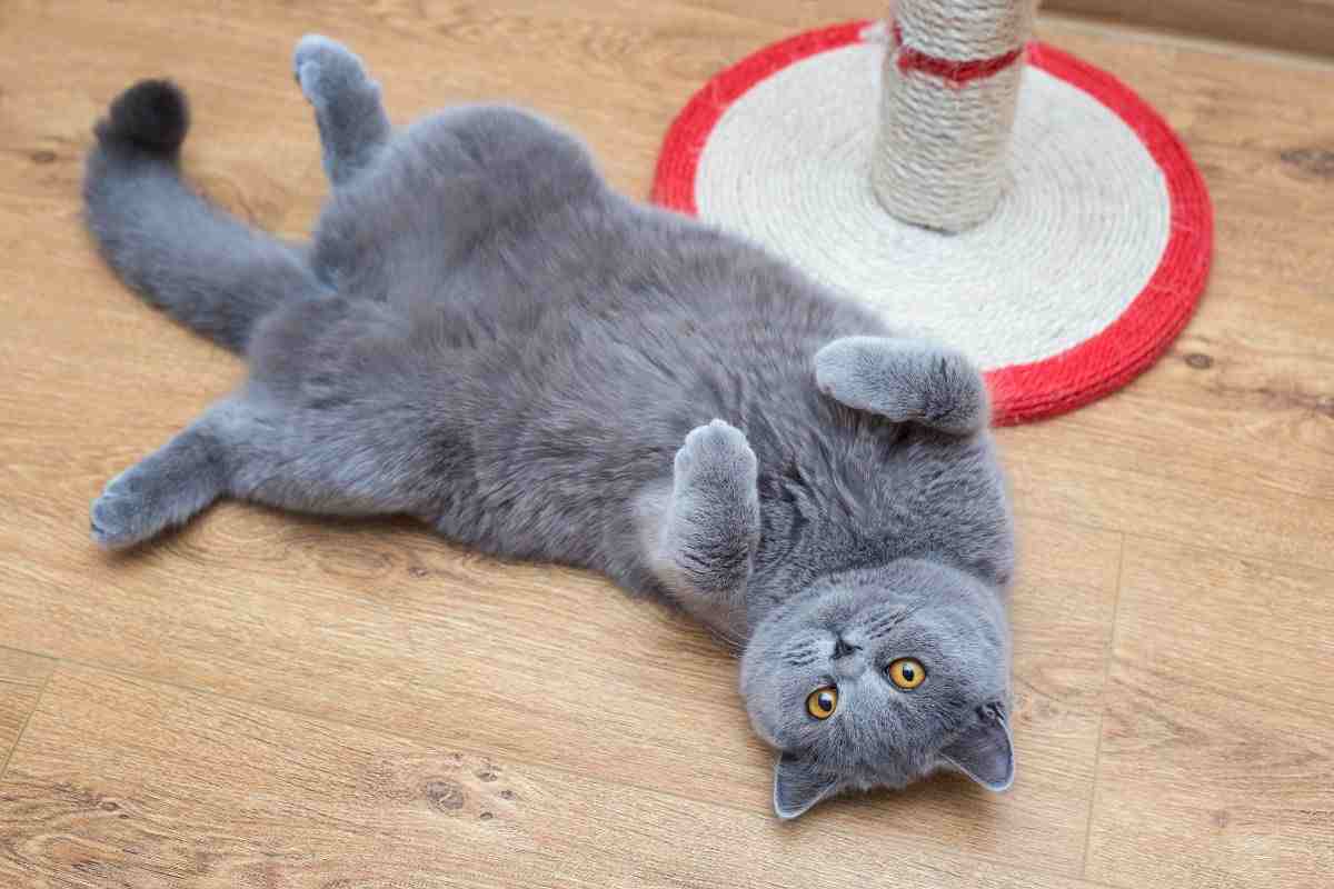 Gatto stitico alimenti per risolvere il problema