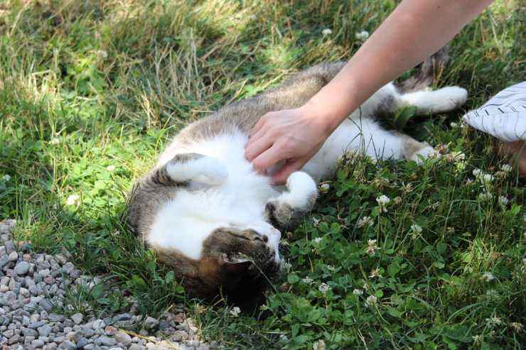 come capire se il gatto ti vuole bene