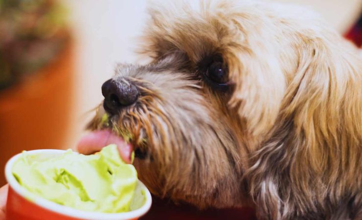 il gelato per cani : le ricette per prepararlo