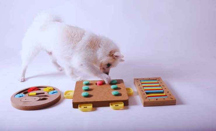 cosa sono i giochi di attivazione mentale per cani