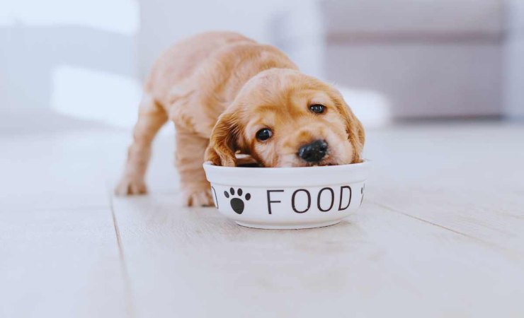 i modi per stimolare l'appetito del cane in estate