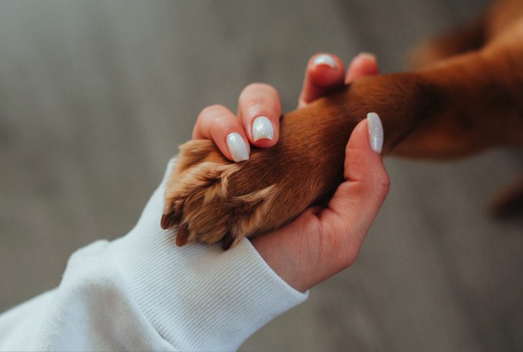 Cane mancino o destrorso: ecco come scoprirlo