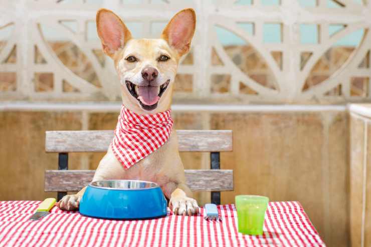 Ecco i cibi da non dare mai e poi mai al cane