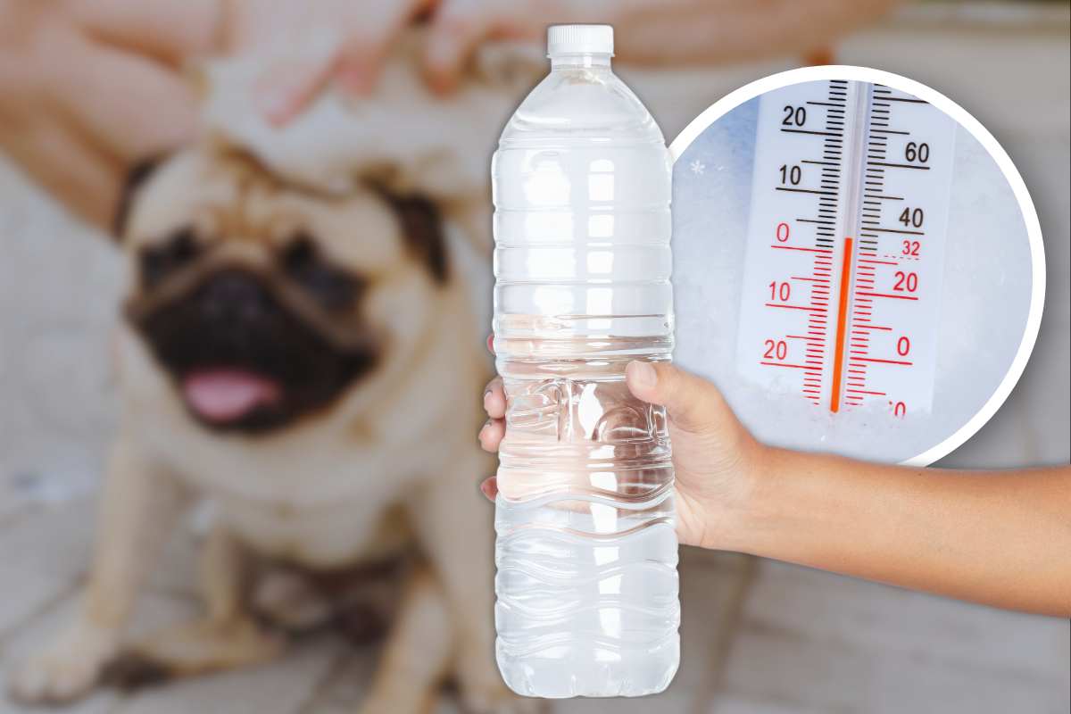 quali parti del corpo del cane bagnare contro il caldo?