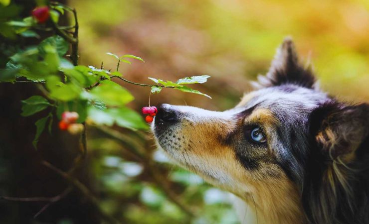 piante tossiche per gli animali