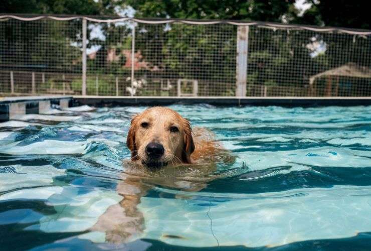 Dog massage in acqua benefici