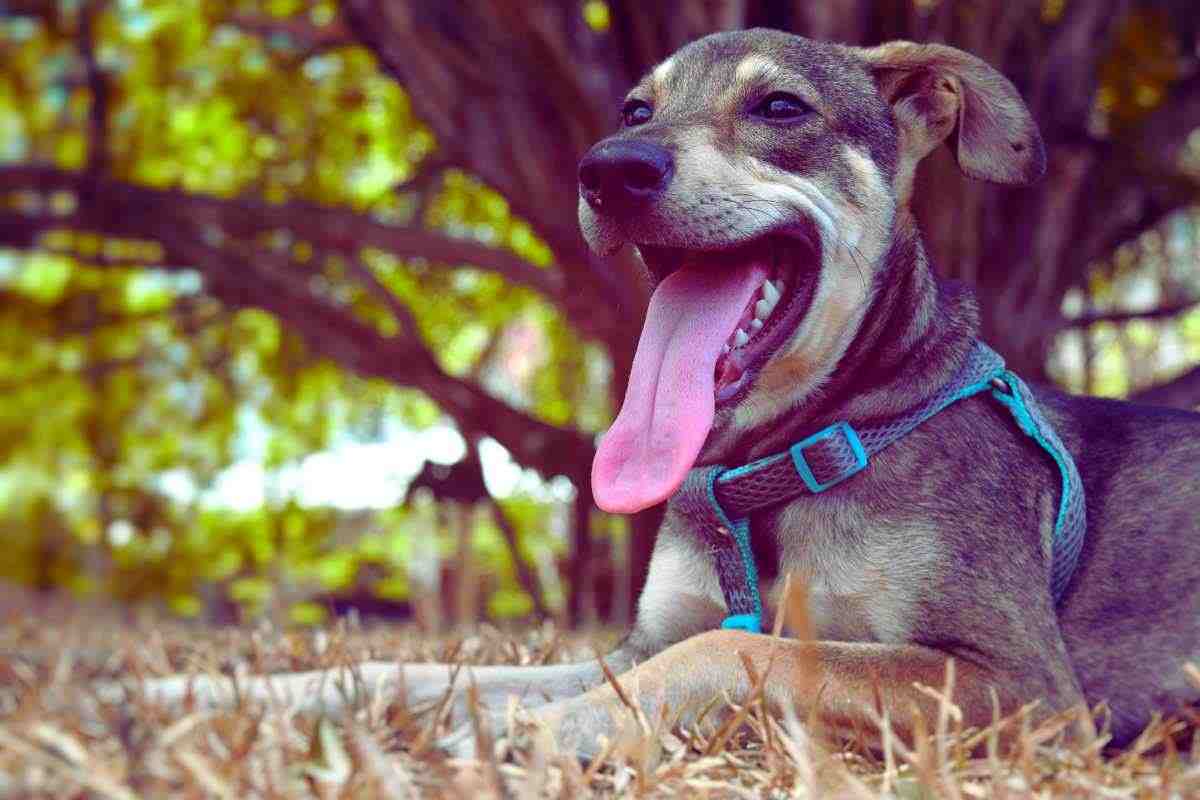 video del salvataggio di un cane