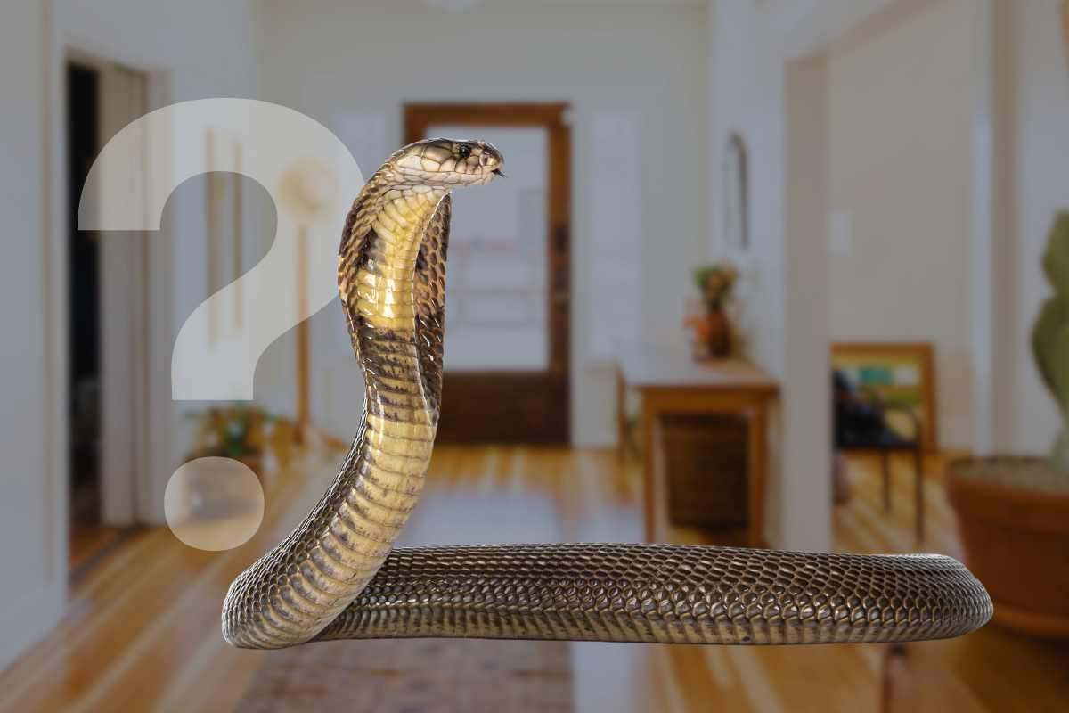 Come evitare che un serpente entri in casa