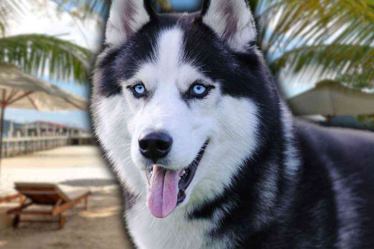 come proteggere dal caldo il siberian husky