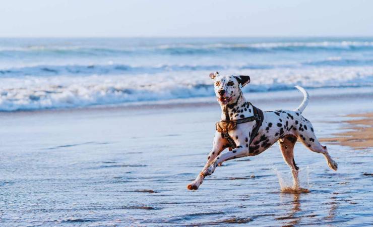 le spiagge dove il cane può stare e divertirsi