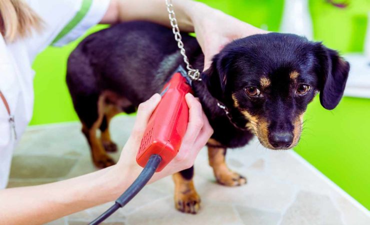 perchè è sbagliato tosare il cane in estate