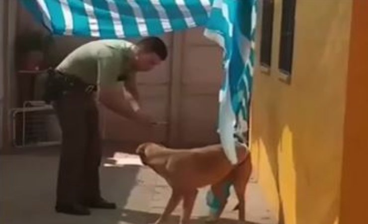 commovente video che mostra il salvataggio di un cane