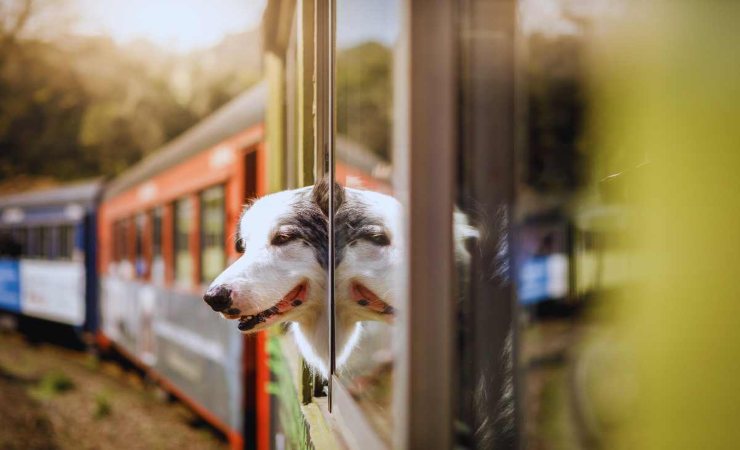 viaggio in treno con il cane: le regole da seguire