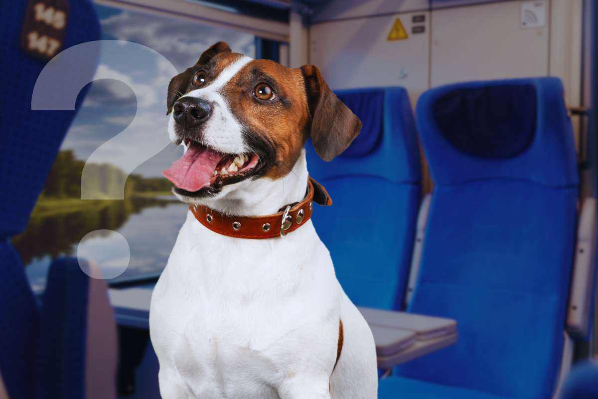 le regole per viaggiare in treno con il cane 