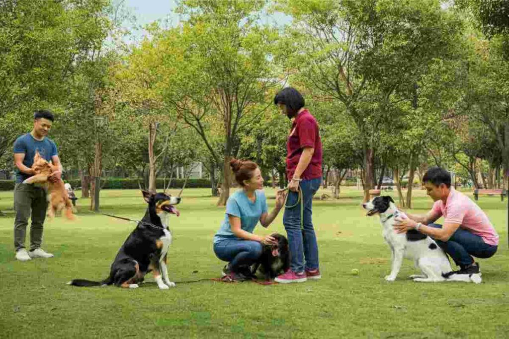 Come addestrare un cane adulto: è possibile?